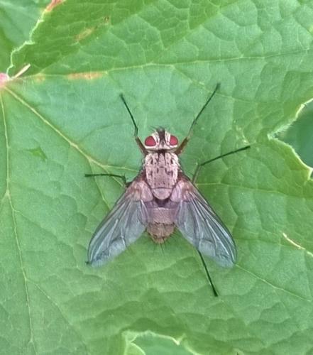 Dexia rustica